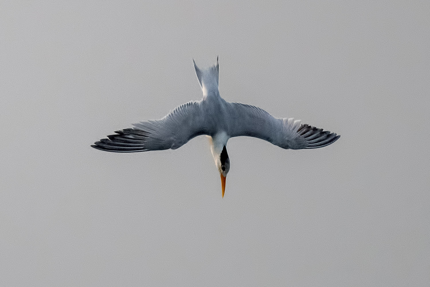 Lesser Crested Tern